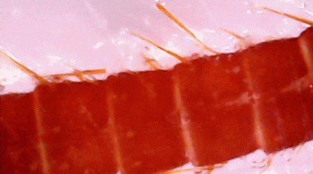 Insects specimen